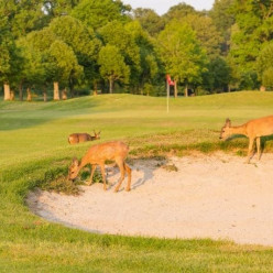 Golf des Yvelines
